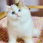 Loren-female-Highland-straight-cat-puppy-for-sale-1 (2)