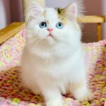 Loren-female-Highland-straight-cat-puppy-for-sale-1 (3)
