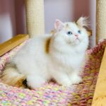Loren-female-Highland-straight-cat-puppy-for-sale-1 (5)