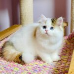 Loren-female-Highland-straight-cat-puppy-for-sale-1 (6)
