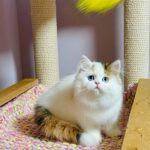 Loren-female-Highland-straight-cat-puppy-for-sale-1 (7)