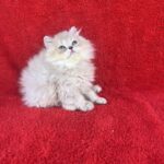 Laki British Longhair