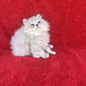 Luis British Longhair