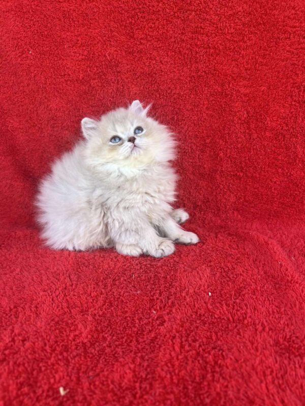 Luis British Longhair