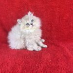 Luis-male-British-Longhair-cat-puppy-for-sale-1 (2)
