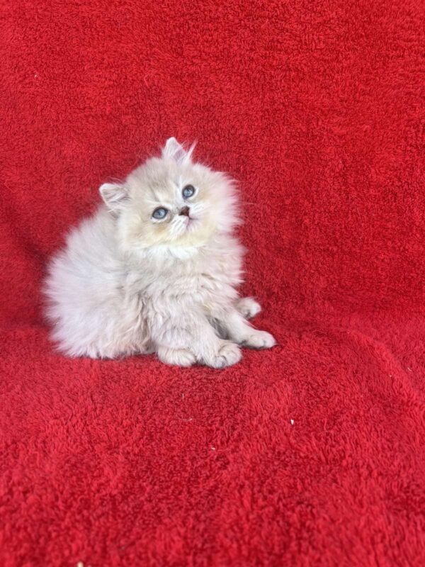 Luis British Longhair