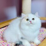 Lynda-female-Highland-straight-cat-puppy-for-sale-1 (1)