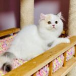 Lynda-female-Highland-straight-cat-puppy-for-sale-1 (2)