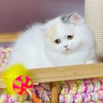 Lynda-female-Highland-straight-cat-puppy-for-sale-1 (3)