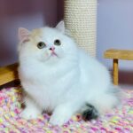 Lynda-female-Highland-straight-cat-puppy-for-sale-1 (4)
