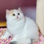 Lynda-female-Highland-straight-cat-puppy-for-sale-1 (5)