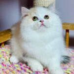 Lynda-female-Highland-straight-cat-puppy-for-sale-1 (6)