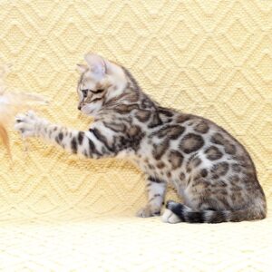 Mango Bengal