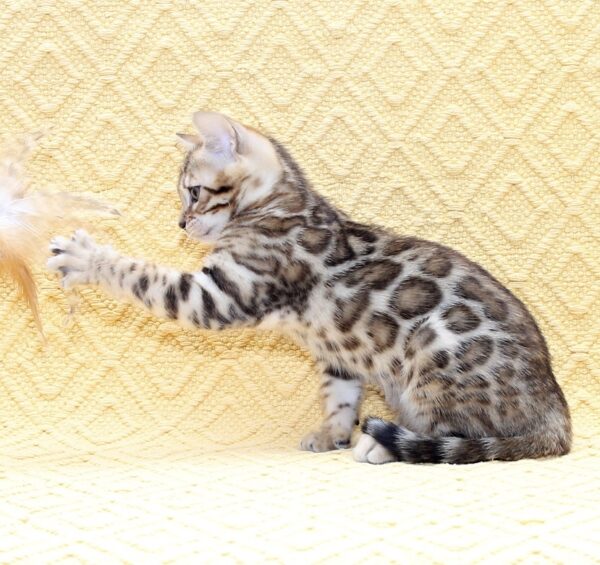 Mango Bengal