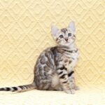 Mango-female-bengal-cat-puppy-for-sale-1 (2)