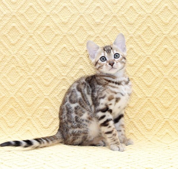 Mango Bengal