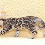 Mango-female-bengal-cat-puppy-for-sale-1 (3)