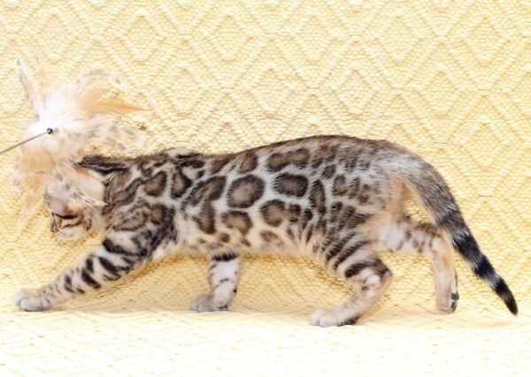 Mango Bengal