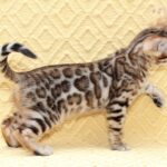 Mango-female-bengal-cat-puppy-for-sale-1 (4)