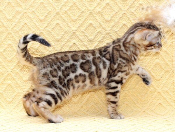 Mango Bengal