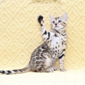 Mango Bengal