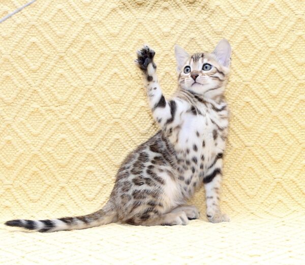 Mango Bengal