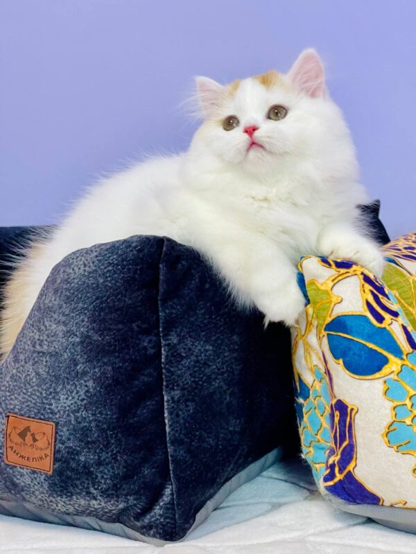 Marcus Highland straight