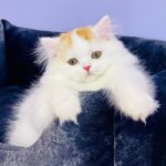 Marcus-male-Highland-straight-cat-puppy-for-sale-1 (3)