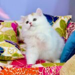 Marcus-male-Highland-straight-cat-puppy-for-sale-1 (4)