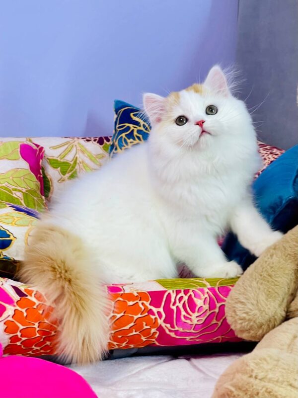 Marcus Highland straight