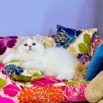 Marcus-male-Highland-straight-cat-puppy-for-sale-1 (6)