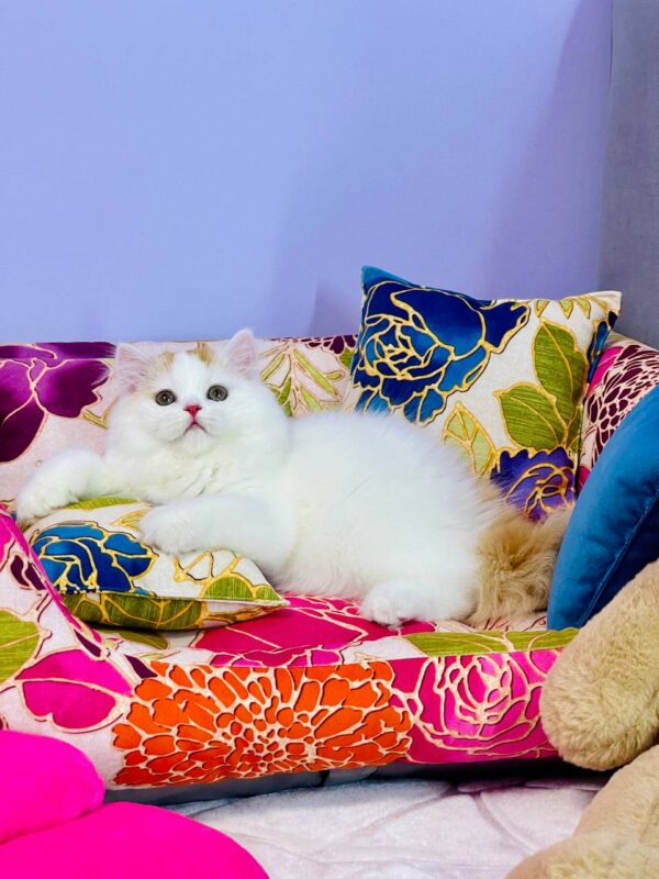 Marcus Highland straight