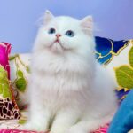 Marcy-male-Highland-straight-cat-puppy-for-sale-1 (1)