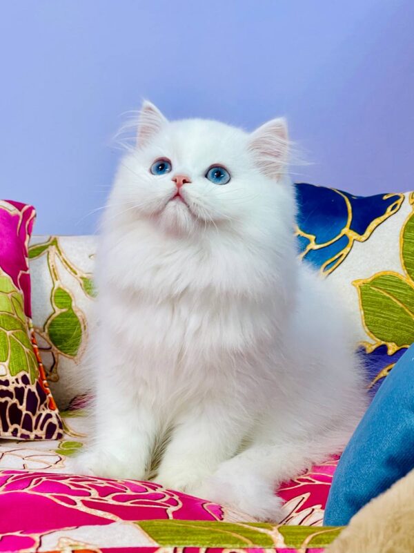 Marcy Highland straight Marcy Highland straight