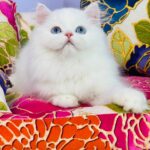 Marcy-male-Highland-straight-cat-puppy-for-sale-1 (2)