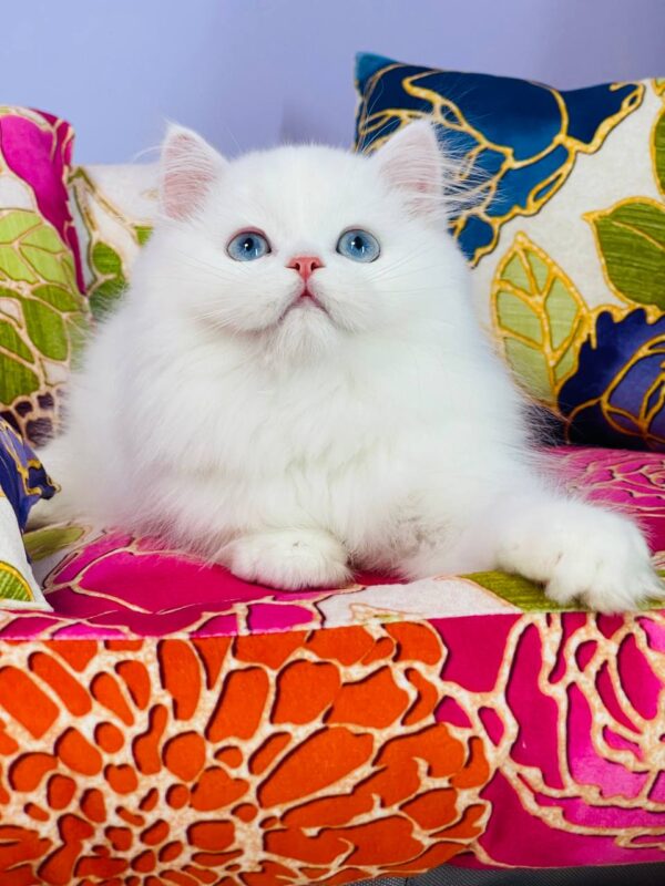 Marcy Highland straight Marcy Highland straight