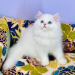 Marcy-male-Highland-straight-cat-puppy-for-sale-1 (3)