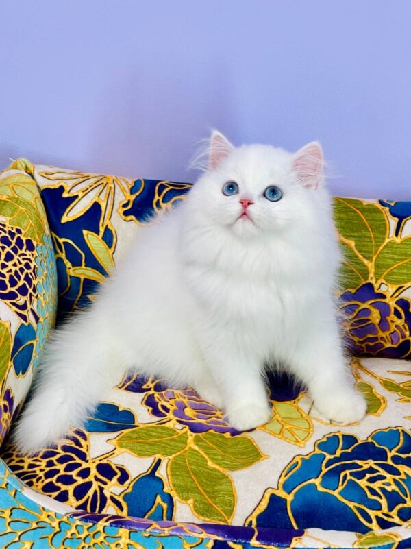 Marcy Highland straight Marcy Highland straight