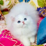 Marcy-male-Highland-straight-cat-puppy-for-sale-1 (4)