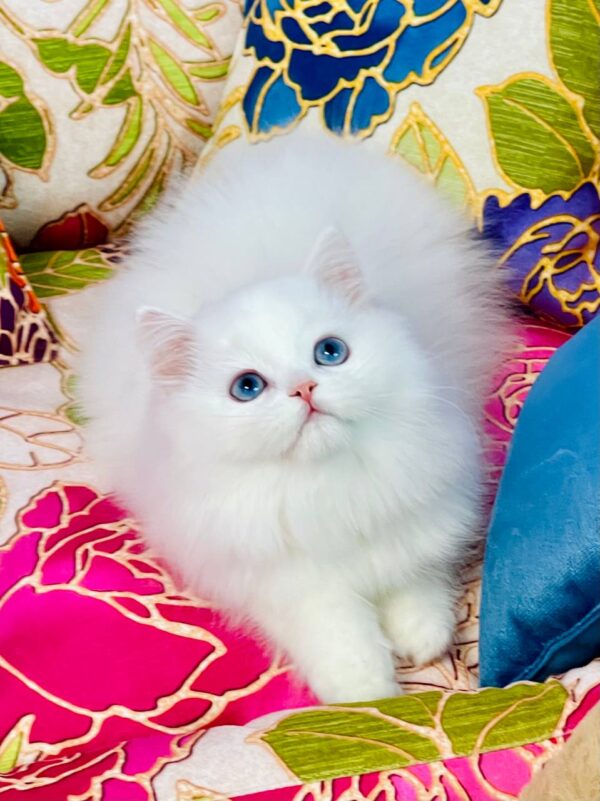 Marcy Highland straight Marcy Highland straight