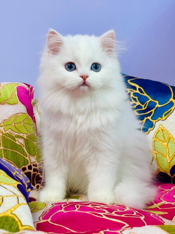 Marcy Highland straight Marcy Highland straight