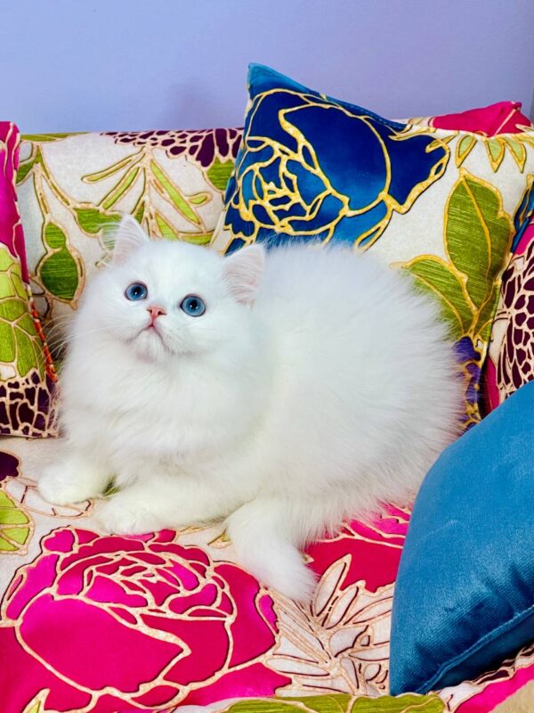 Marcy Highland straight Marcy Highland straight