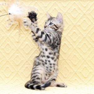 Marvel Bengal