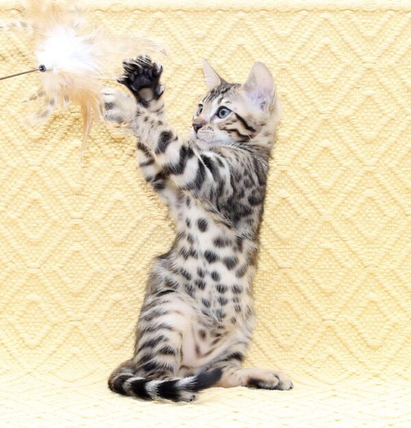 Marvel Bengal