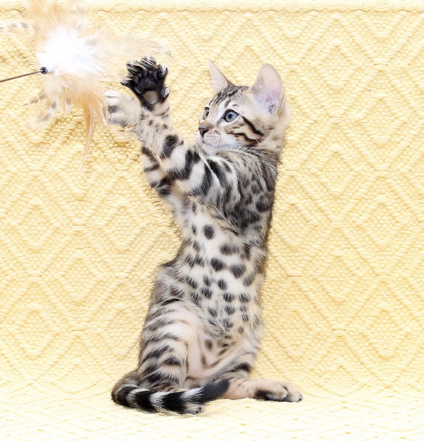 Marvel Bengal