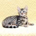 Marvel-male-bengal-cat-puppy-for-sale-1 (2)