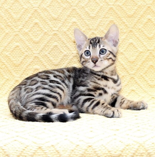 Marvel Bengal