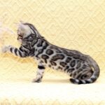 Marvel-male-bengal-cat-puppy-for-sale-1 (3)