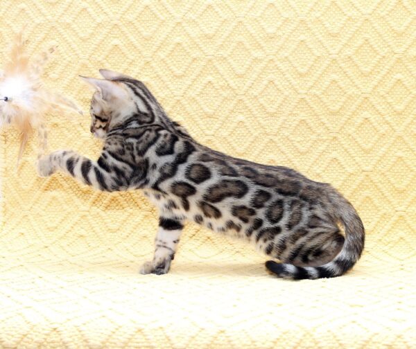 Marvel Bengal