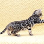 Marvel-male-bengal-cat-puppy-for-sale-1 (4)